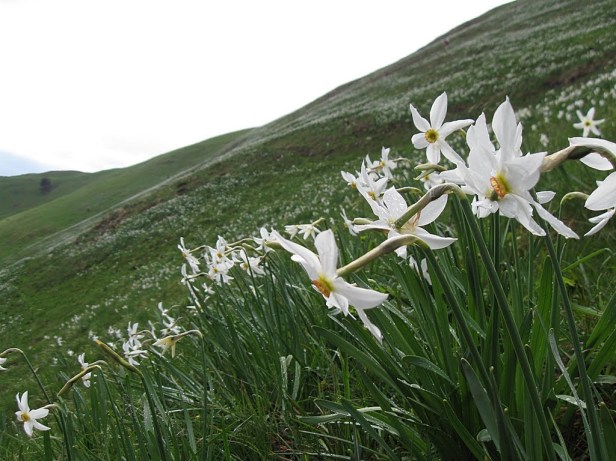 Peisaj in Muntii Rodnei