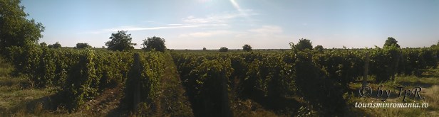 PANO_20150826_092146 copy