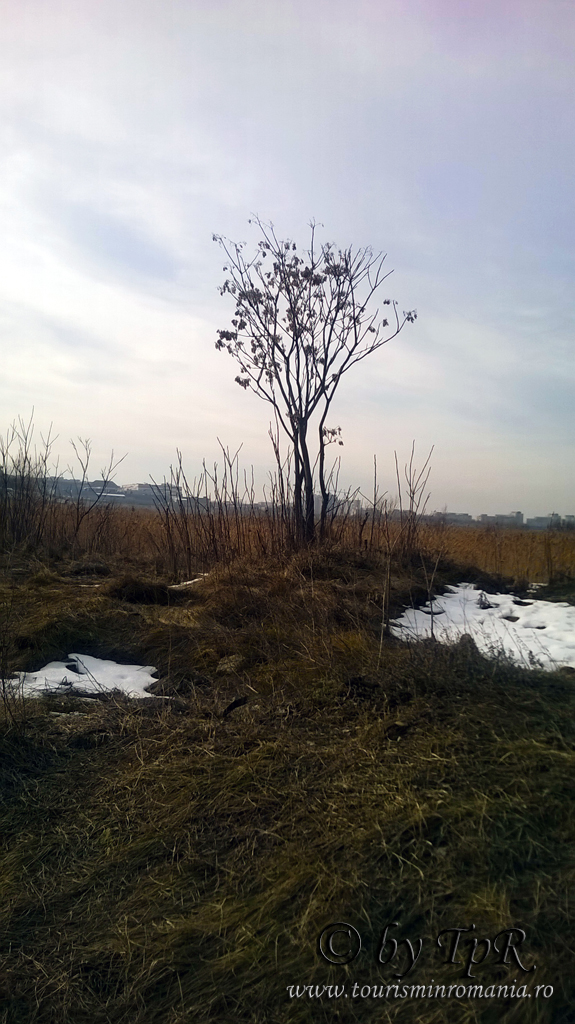 Parcul Natural Vacaresti