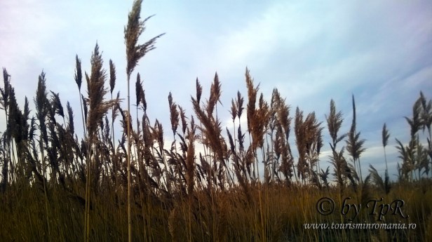 Parcul Natural Vacaresti