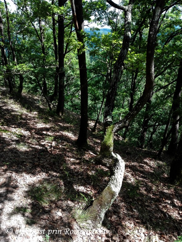 IMG_20180727_152443 copy