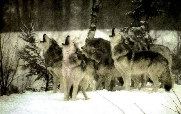 123160_filipii_de_iarna