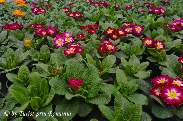 IMG_20200204_084606 copy